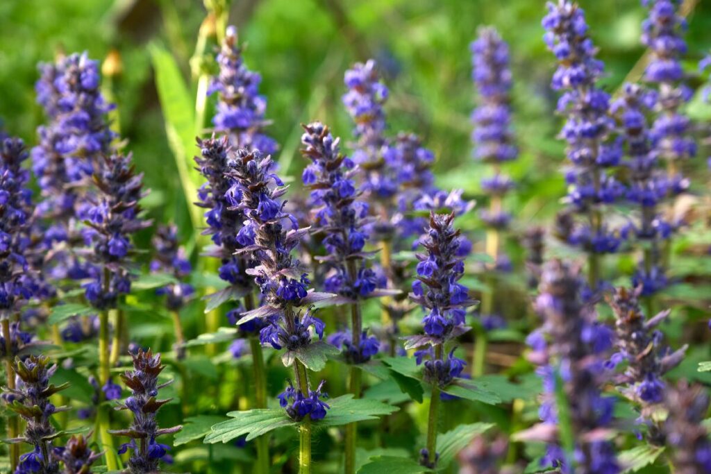 アジュガの花写真