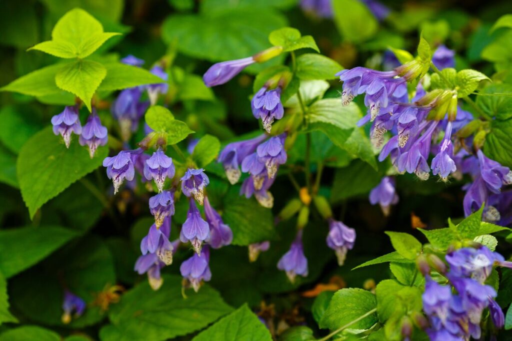 ラショウモンカズラ