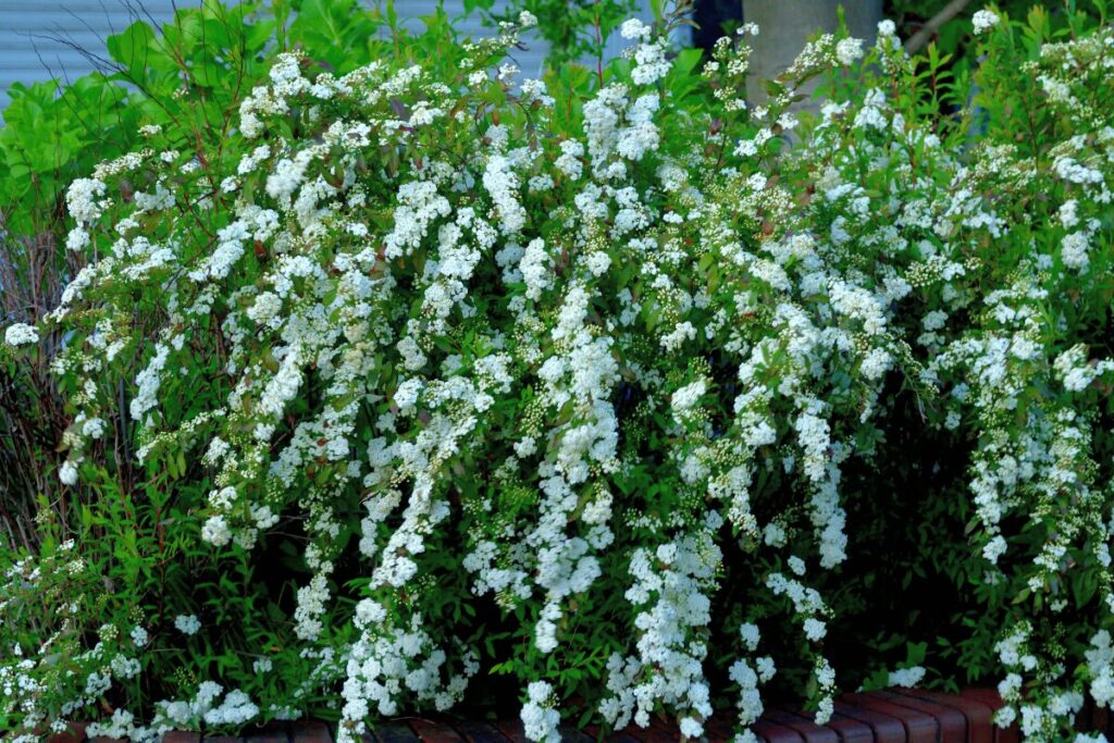 ユキヤナギの写真