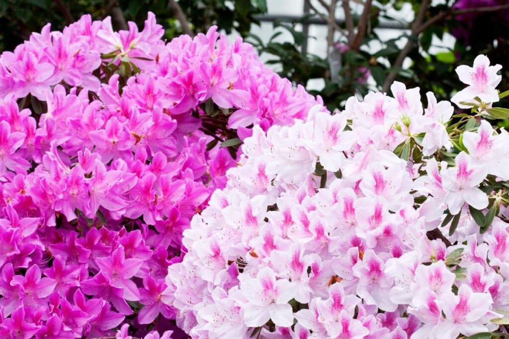 つつじの花写真