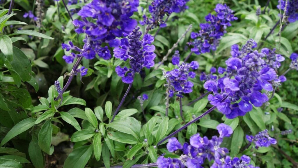 青紫のアジュガの花写真