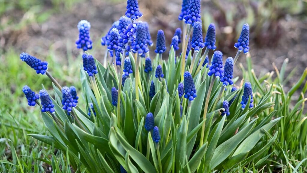 きれいなムスカリの花写真