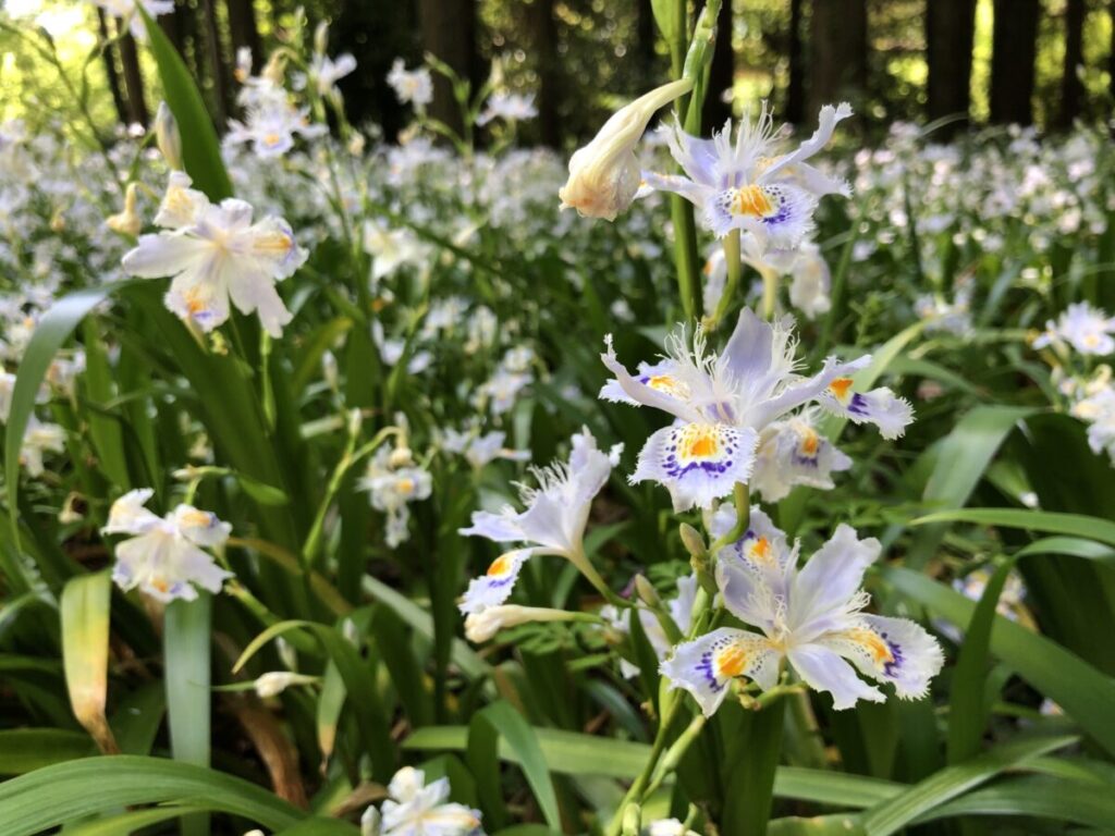 シャガの花の写真