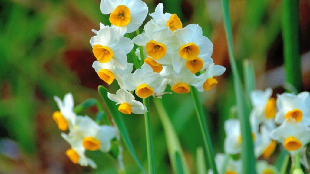 白い水仙の写真