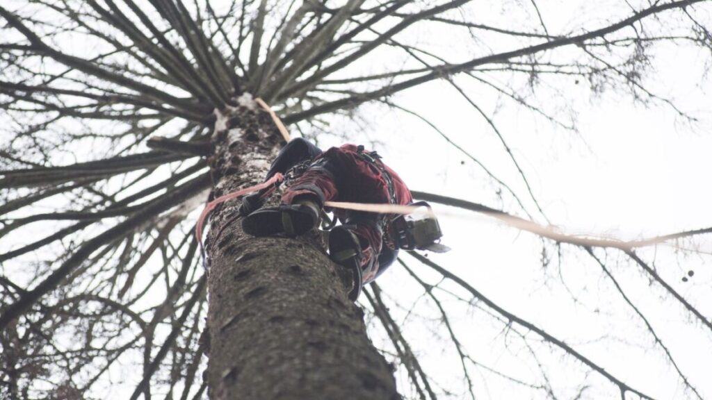 伐採職人が安全帯を付けて高い木に登っている写真