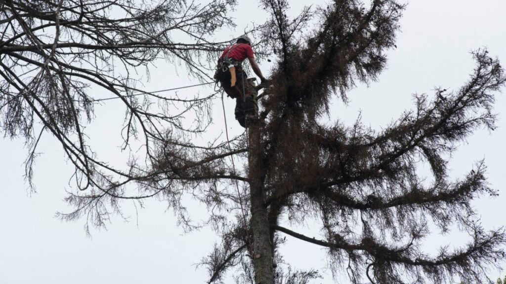 伐採職人が安全帯を付けて高い木に登って作業している画像