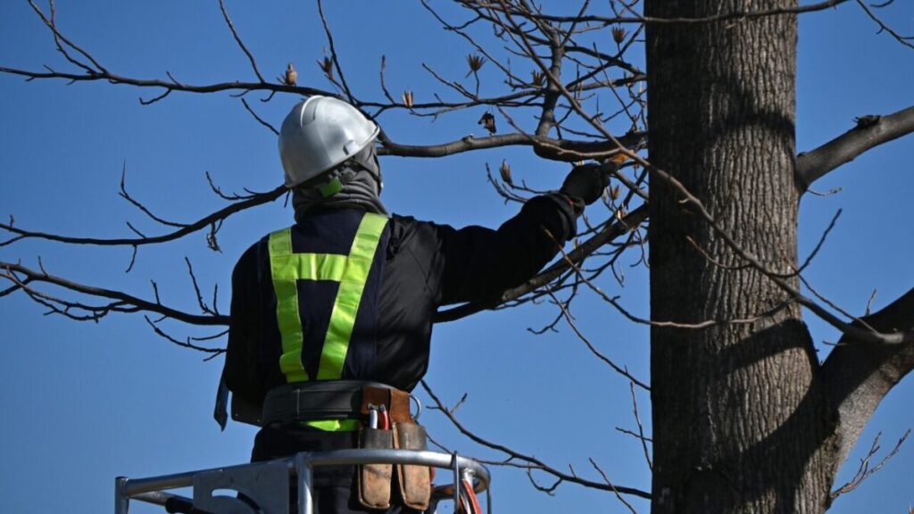 高所作業車にのって枝を剪定している画像