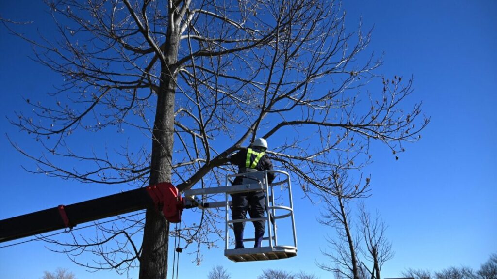 高所作業車に乗って太めの枝を剪定している画像