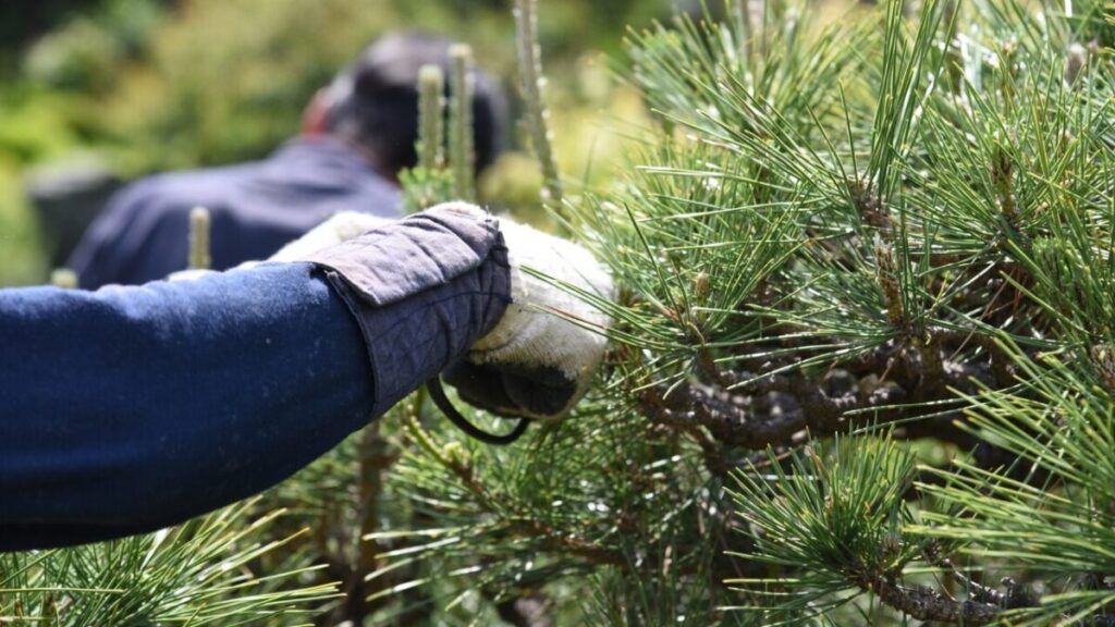庭師が松の木を剪定している写真