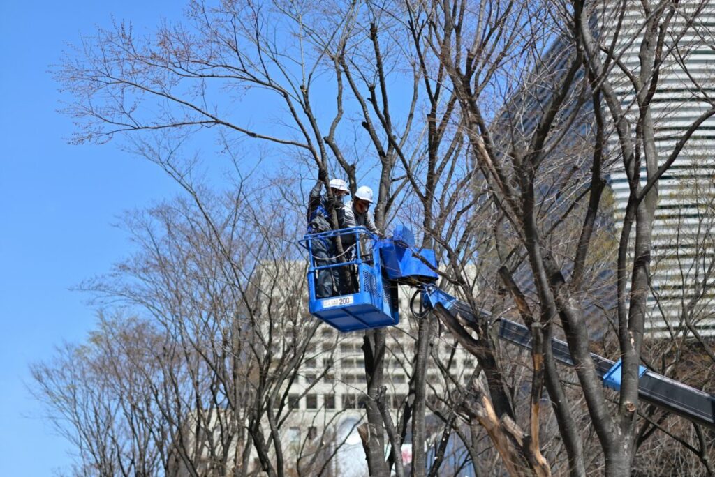 2人で高所作業車に乗って木の剪定を行っている画像