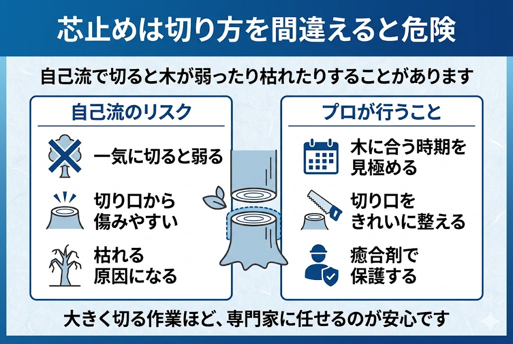 芯止めを自己流で行うリスクと、プロが行う注意点を比較した図解。一気に切ると木が弱ることや、切り口を整えて癒合剤で保護する重要性を解説している。