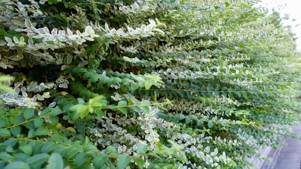 シルバープリペット