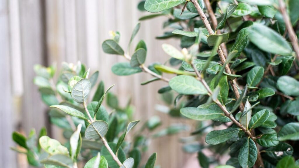 フェイジョアの木