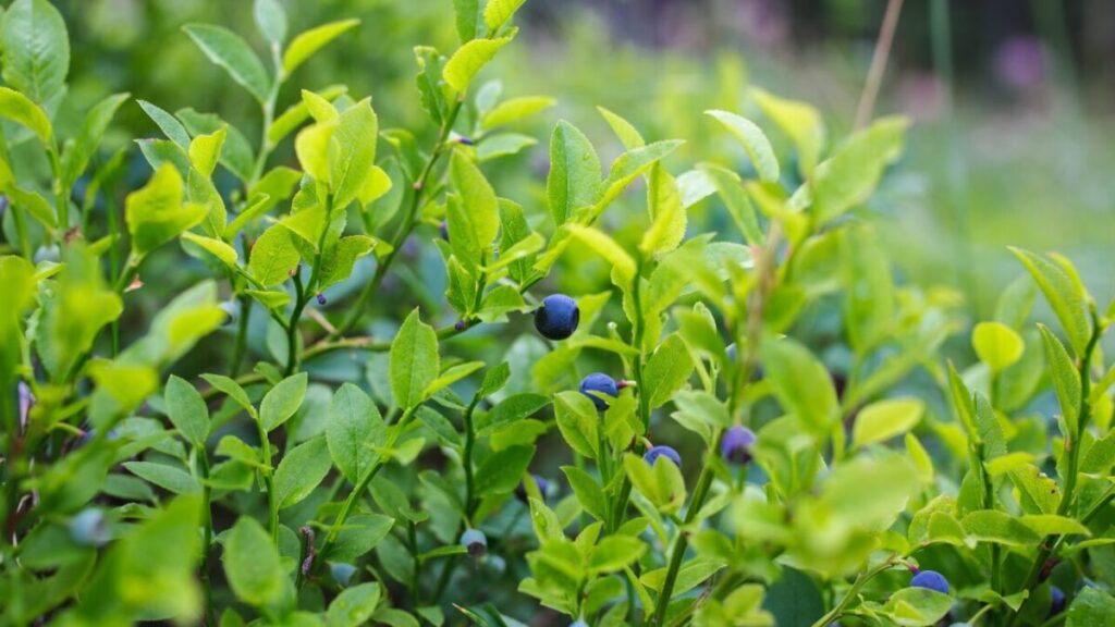 青い実がなるブルーベリーの木