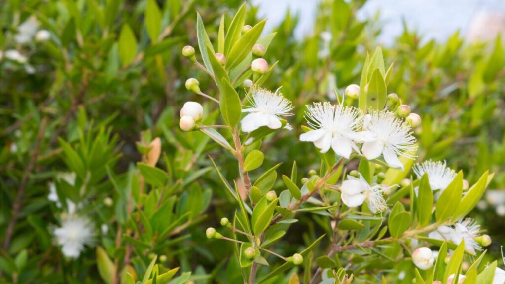 白い花が開いたギンバイカの写真