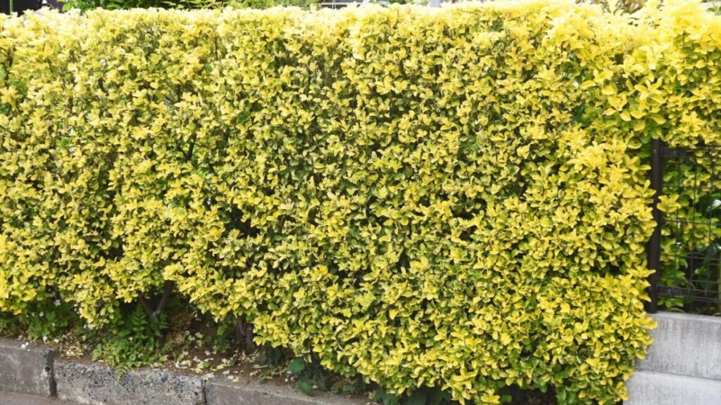 キンメツゲの生垣写真