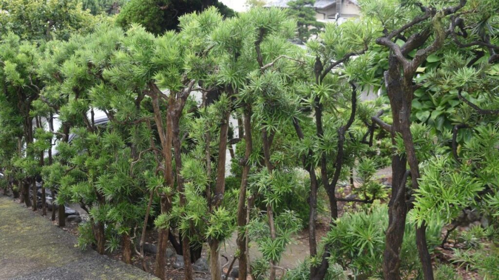 ラカンマキの生垣の画像