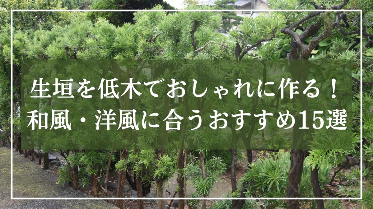 ラカンマキの生垣の写真に「生垣を低木でおしゃれに作る！和風・洋風に合うおすすめ15選」と見出し入りの画像