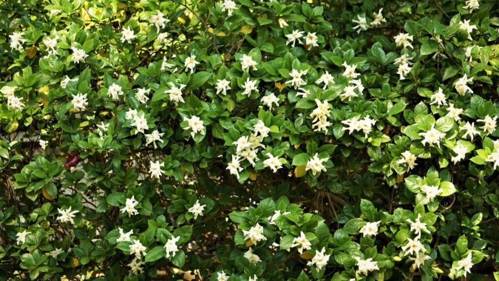 白い花が咲いたクチナシの写真