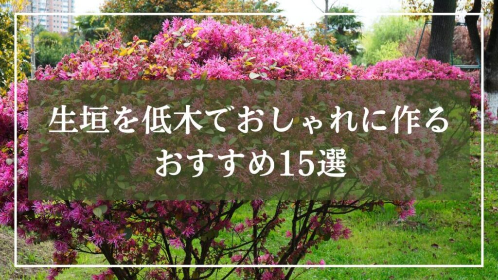 トキワマンサクの木の画像に「生垣を低木でおしゃれに作る・おすすめ15選」と見出し入りの画像
