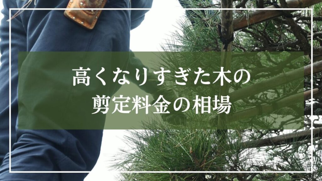 庭師が松の枝を剪定している写真に「高くなりすぎた木の剪定料金の相場」と見出し入り画像