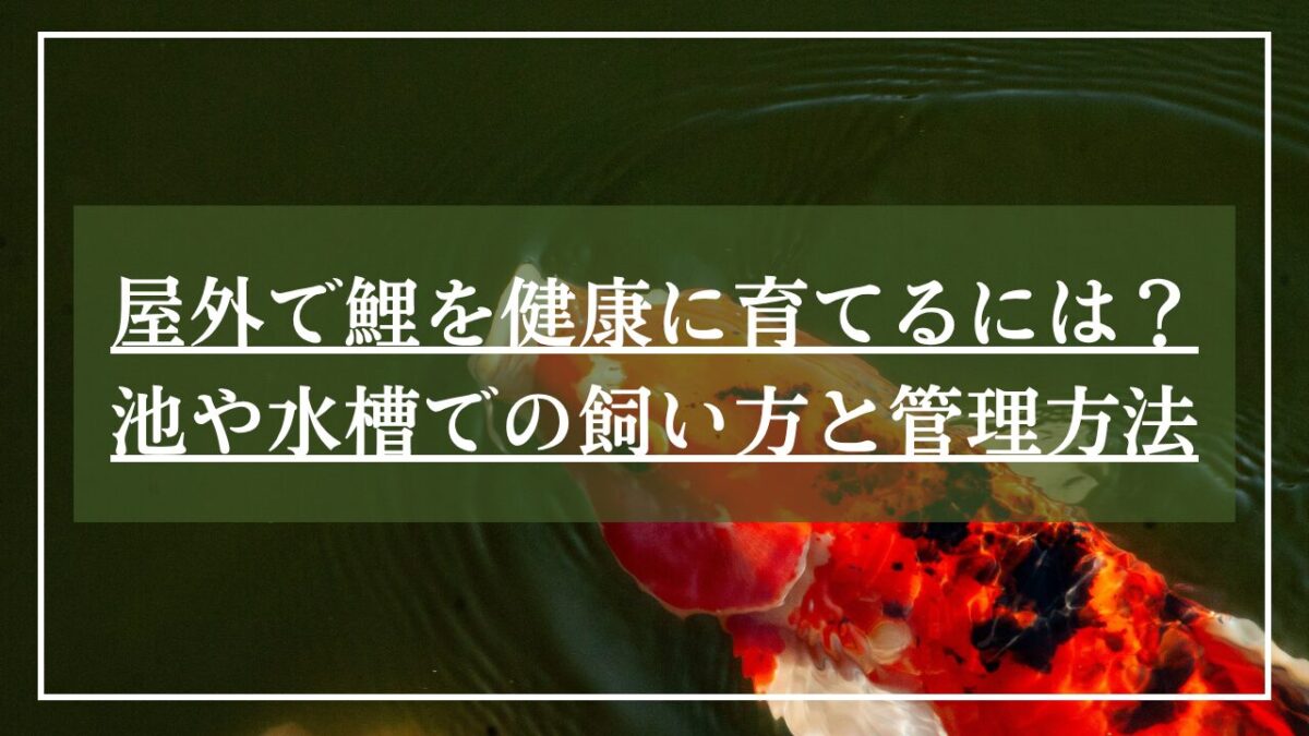 赤と黒の錦鯉が水面に口を出している写真に「屋外で鯉を健康に育てるには？」とタイトル入りの写真