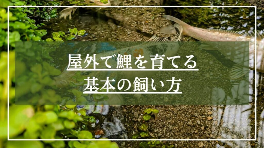 白と黒の錦鯉が泳ぐ池の画像に「屋外で鯉を育てる飼い方の基本」と見出し入りの写真