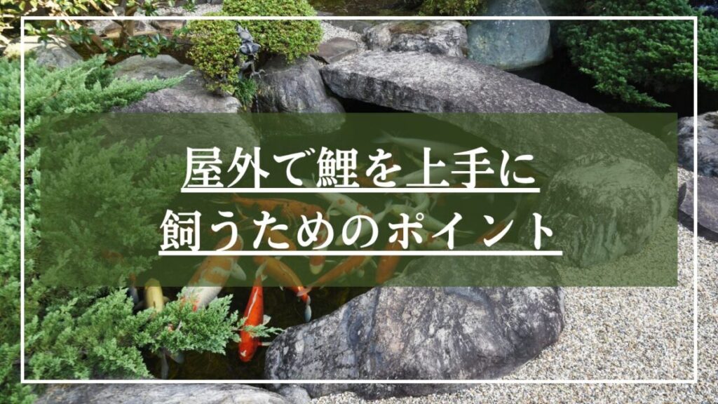 日本庭園の池で錦鯉が泳いでいる写真に「屋外で鯉を上手に飼うためのポイント」と見出し入り画像