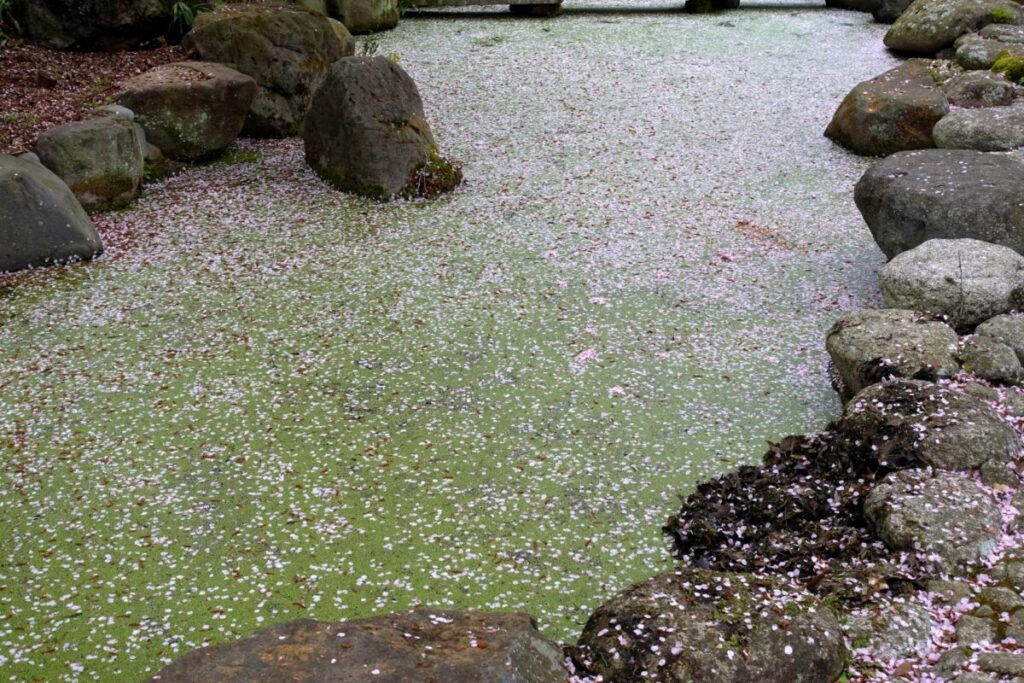 日当たりや魚の餌・排せつ物の影響でアオコが発生し、水が緑色に濁った日本庭園の庭池。UV殺菌灯によるアオコ対策を解説するイメージ。