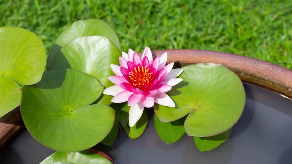 睡蓮の花が咲いている睡蓮鉢の写真