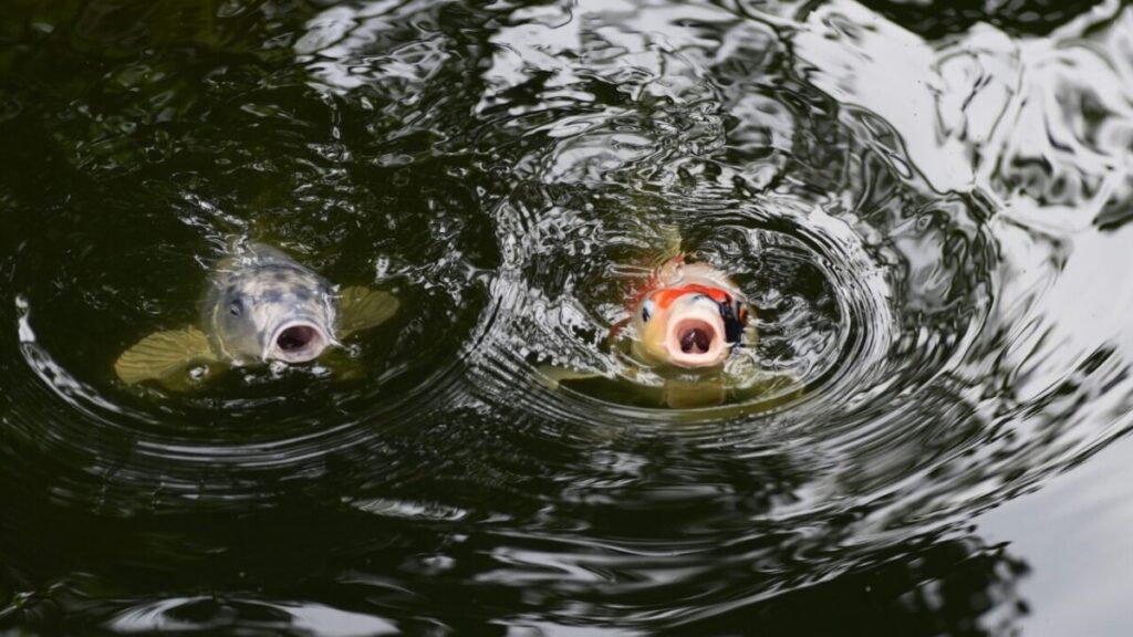 錦鯉が水面で口をパクパクしている写真