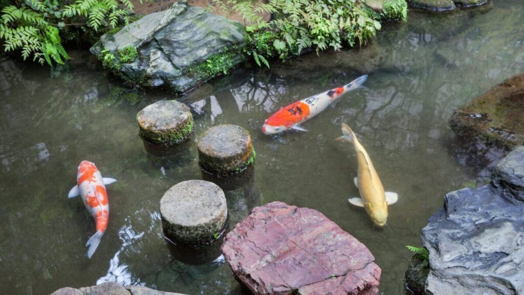 錦鯉が泳ぐ飛び石が設置された日本庭園の池の写真