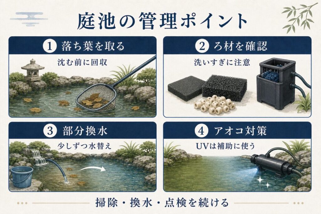 庭池をきれいに保つ管理方法を4つの手順で解説した図解。落ち葉を沈む前に回収し、ろ材を洗いすぎず、部分換水を行い、アオコ対策としてUV殺菌灯を補助的に使うポイントを紹介。