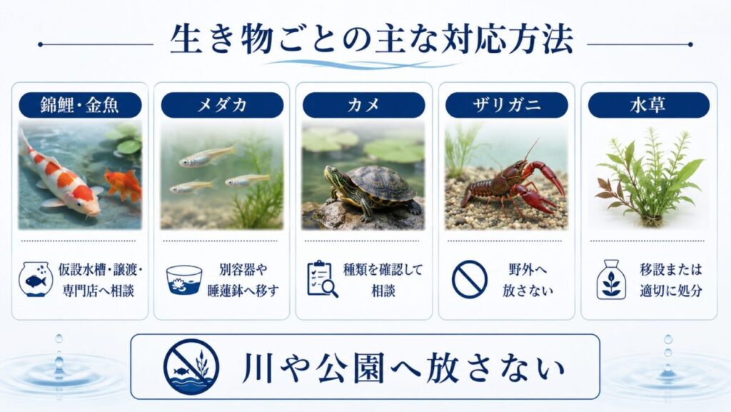 池じまい時の生き物ごとの対応方法をまとめた図解。錦鯉、金魚、メダカ、カメ、ザリガニ、水草の移動や処分の注意点を紹介しています。