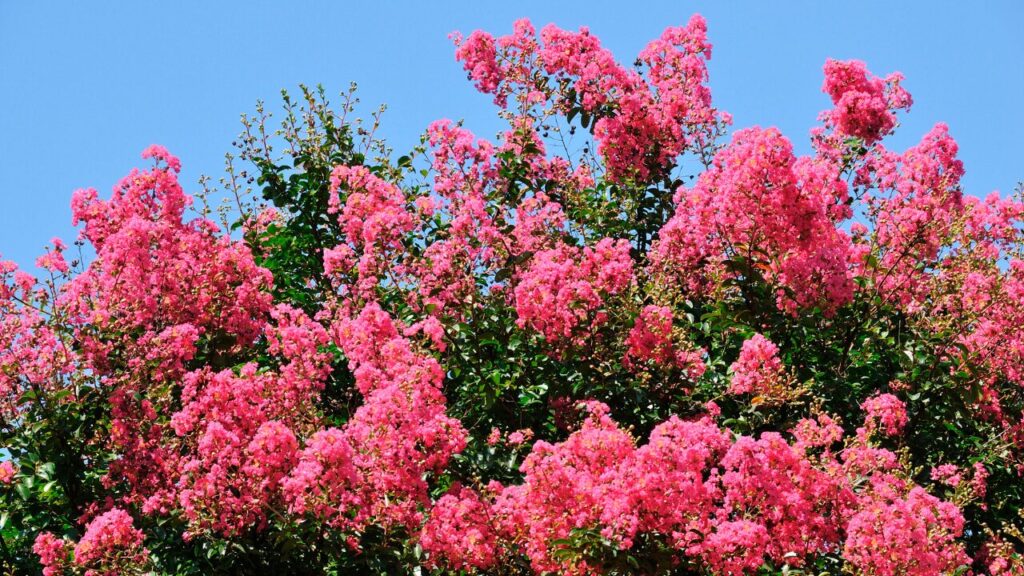 サルスベリの花の写真