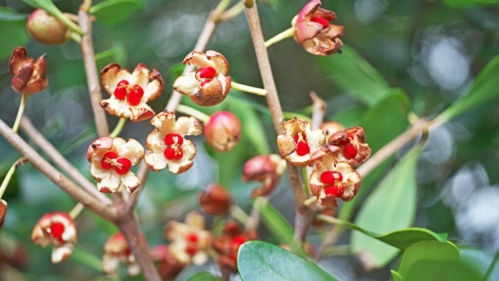 モッコクの花の写真