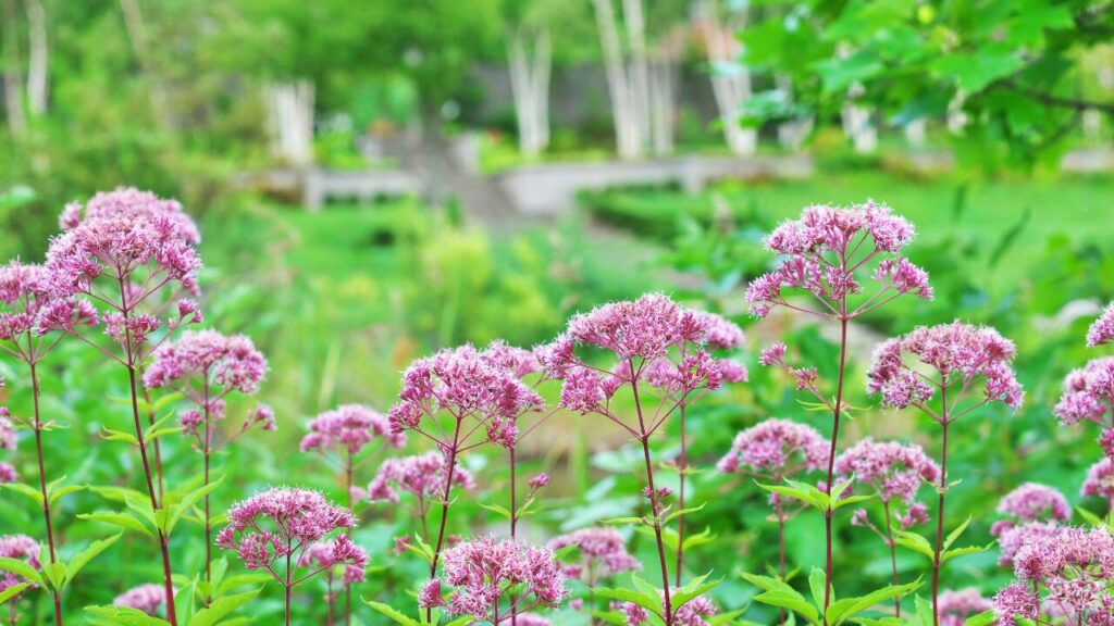 フジバカマの花の写真