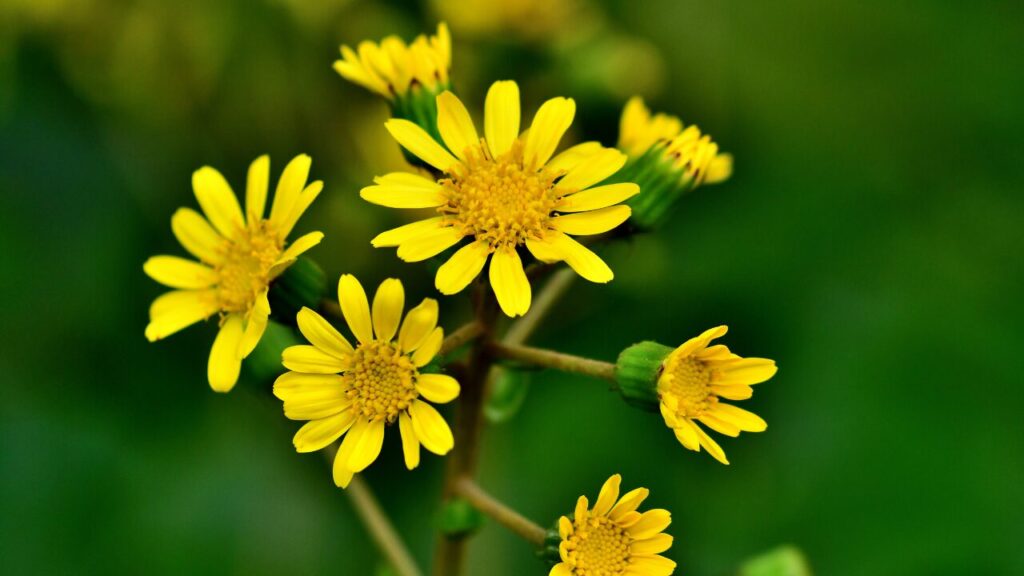 ツワブキの花の写真