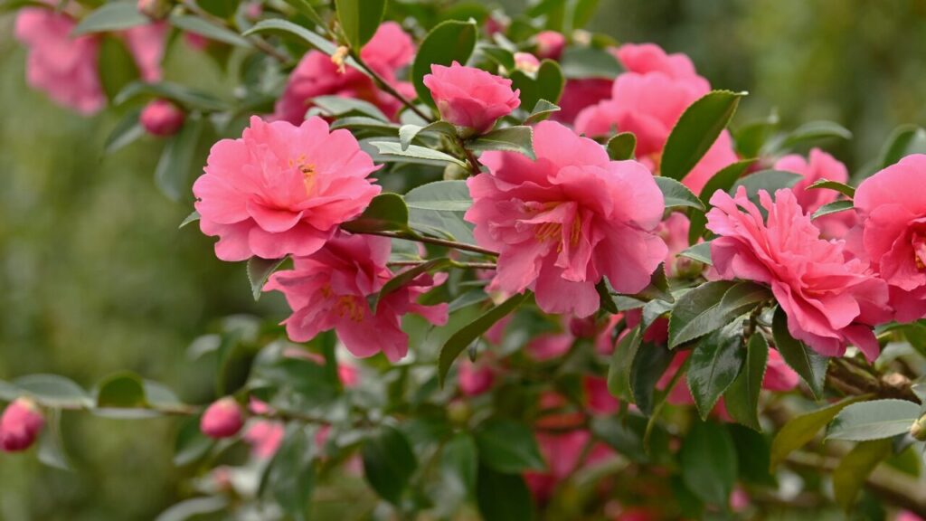 山茶花の花の写真