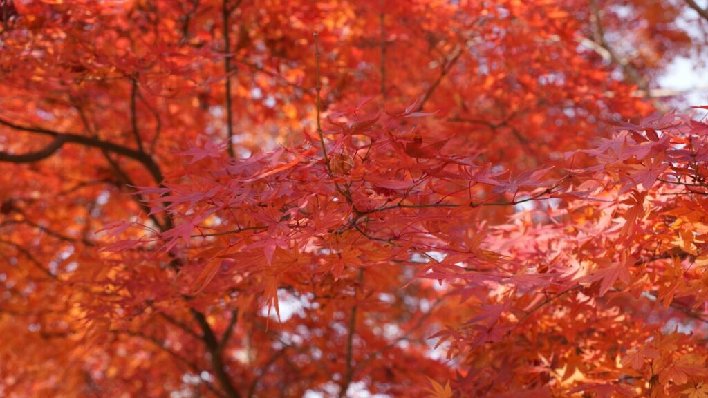 赤くそもった紅葉したモミジ
