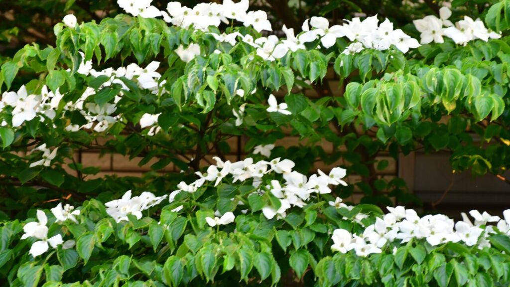 ヤマボウシの木と花の写真