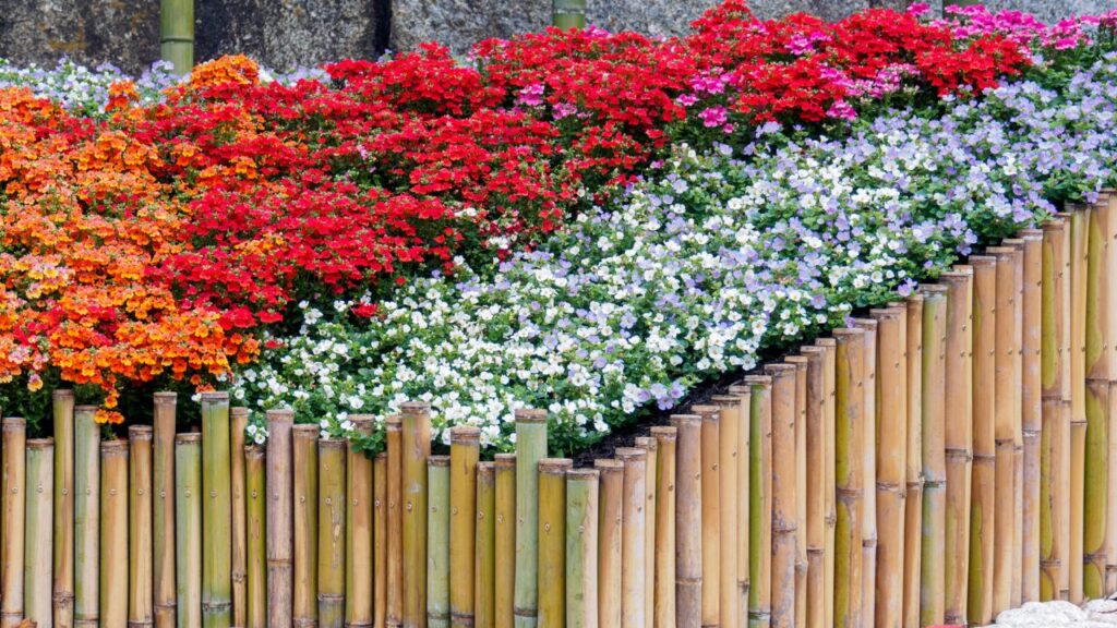 竹垣の枠で囲われて複数の花色の和風花壇の写真