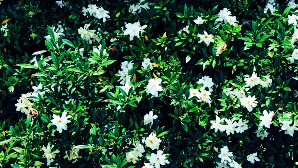 白い花が咲いたクチナシの写真