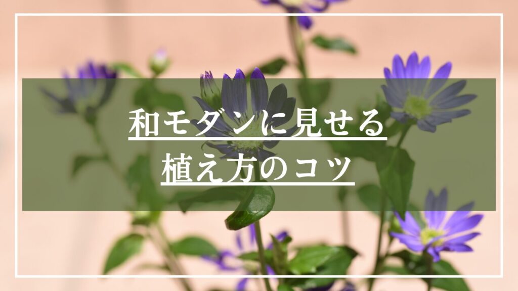ミヤコワスレの花の写真に「和モダンに見せるうえ方のコツ」と見出しを載せた写真