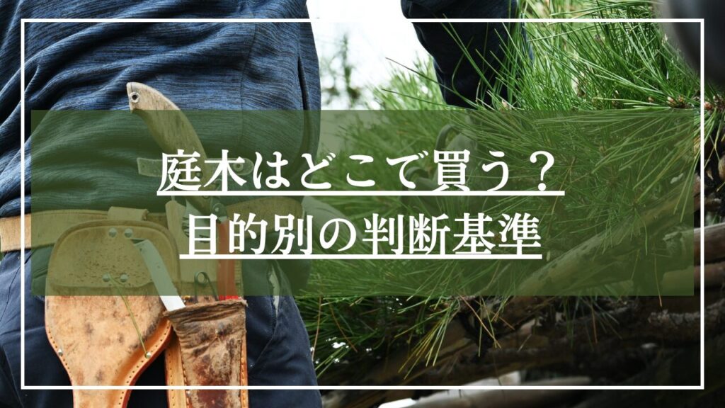 植木屋さんが松を剪定している写真に「庭木はどこで買う?目的別の判断基準」と見出しが書かれた写真