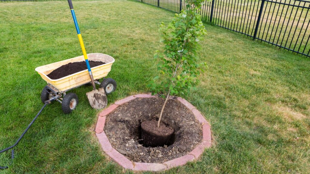 自宅の庭に穴を掘って小型の庭木を植えている画像