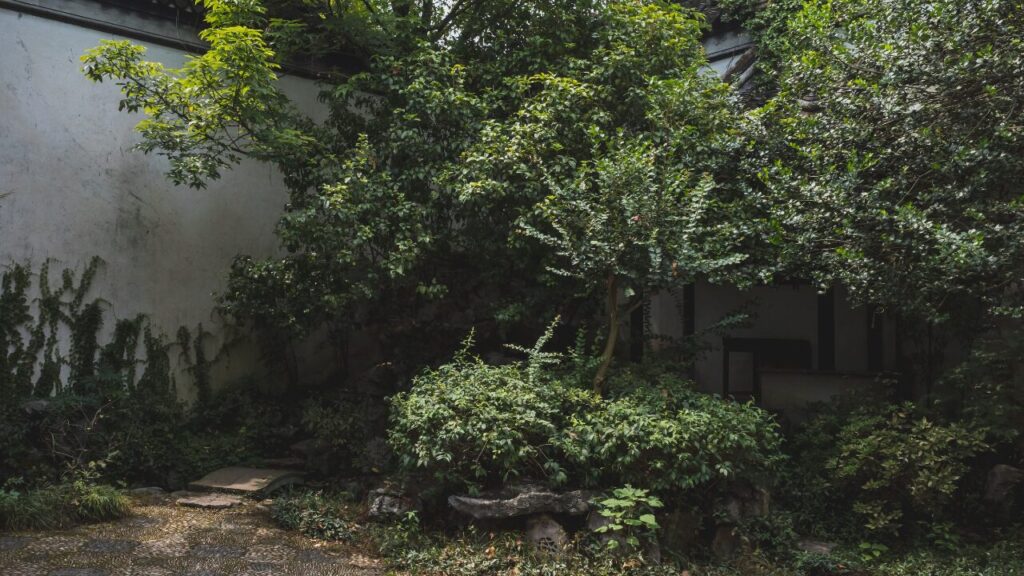 庭木が伸びっぱなしの古い和風庭の写真