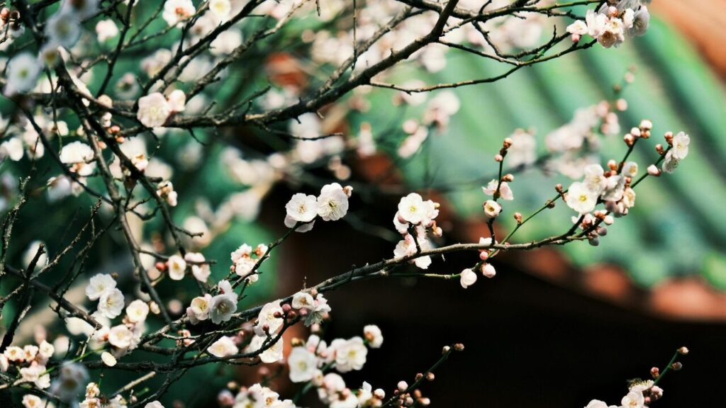 梅の花の写真