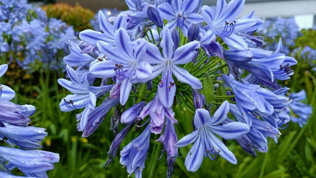 アガサパンサスの青色の花の写真
