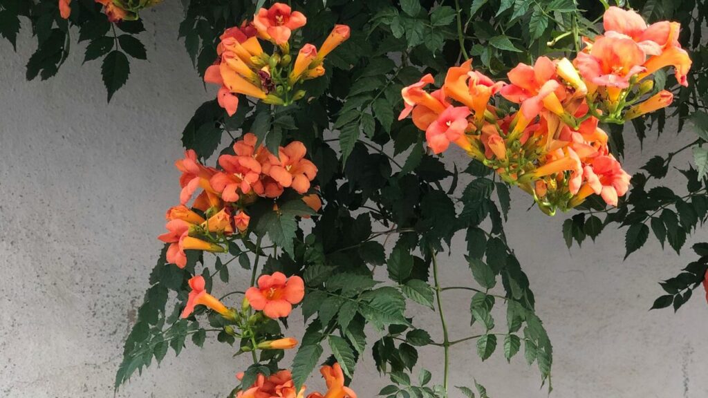 ノウゼンカズラの花の写真